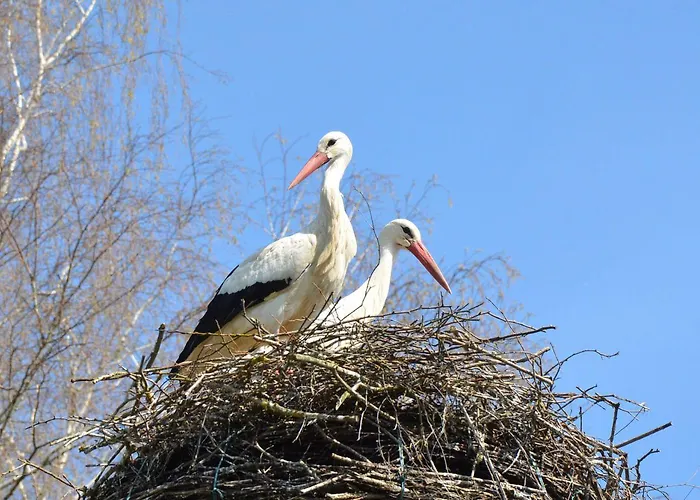 Фото Maison D Hote Avec Diner Sarralbe